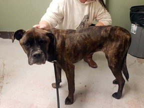 The BC SPCA North Cariboo District Branch is asking members of the public to help with the costs of care for a dog named Luna who was shot, is severely emaciated and is recovering from surgery.