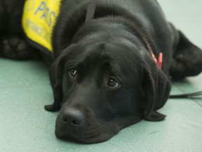 A service dog in training from the Pacific Assistance Dogs Society waits during a familiarization tour at YVR, Richmond, October 29 2019.