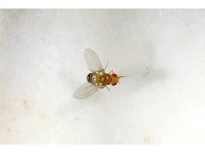 A fruit fly is seen in a laboratory at the Bar-Ilan University, in Ramat Gan, Israel, May 1, 2018.