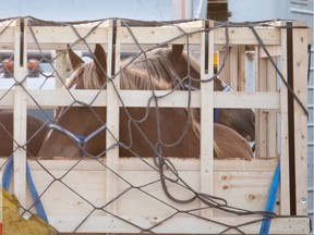 Horses in a crate at the Calgary airport waiting to be flown to Japan or Korea where they will be slaughtered for human consumption, in August, 2018. [PNG Merlin Archive]