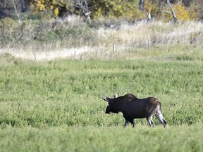 A young Bull Moose feeds in a file photo.