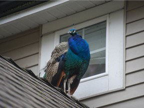 Peafowl have no natural predators in Surrey because they're too big for cougars or coyotes, although owls and other birds of prey might target their chicks.