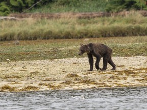 Starving bear walks along the river side in Thompson Sound, First Nations Territory, British Columbia, Canada.