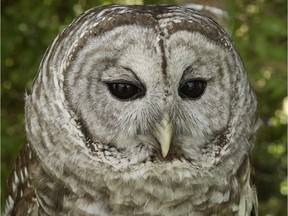 FILE PHOTO - An owl attacked a trail runner along Whistler's Don't Look Back biking trail.