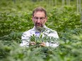 David Potter, director of botanical research at GW Pharmaceuticals Plc, inspects cannabis plants in a greenhouse in the GW Pharmaceuticals Plc facility in Sittingboune, U.K. on Monday, Oct. 29, 2018.