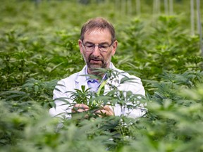 David Potter, director of botanical research at GW Pharmaceuticals Plc, inspects cannabis plants in a greenhouse in the GW Pharmaceuticals Plc facility in Sittingboune, U.K. on Monday, Oct. 29, 2018.