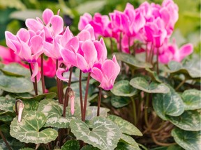 There are about 18 species of cyclamen that originate from many parts of the world, including Central Europe, the Mediterranean and the Caucasus region, extending into parts of the Middle East.