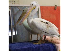 An endangered American white pelican faces a long recovery after being injured by some fishing line discarded in a B.C. lake. The Wildlife Rescue Association says in a statement that the pelican, one of North America's largest birds, was stranded at Okanagan Lake near Oliver when the rest of its flock flew south for the winter.