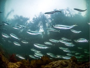 Pacific herring are a source of food for dozens of coastal species.