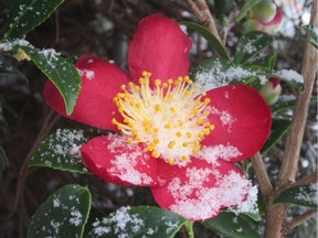 'Yuletide' is a rich red, winter-blooming Camellia sasanqua.