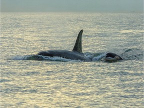 FRASER RIVER, B.C.: NOVEMBER 4, 2019 – Southern Resident Killer Whale J31 and her three-month-old calf J56 near the Fraser River, British Columbia, in August 2019. The calf was observed over two days carrying a fish in her mouth – although calves only drink milk during their first year of life.