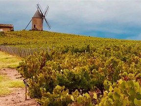 Fall vineyards in Beaujolais, France.