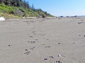 Wolf tracks in the sand at Pacific Rim National Park.