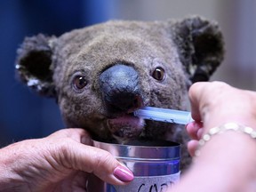 A dehydrated and injured Koala receives treatment at the Port Macquarie Koala Hospital in Port Macquarie on Nov. 2, 2019, after its rescue from a bushfire that has ravaged an area of over 2,000 hectares.