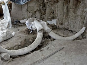 Handout photograph released on November 6, 2019 by Mexico's National Institute of Anthropology (INAH) shows mammoth tusks in Tultepec, Mexico.