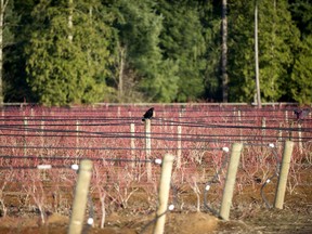 A lone black crow looks over replanted blueberry farmland along 240 Street in Langley on Tuesday.