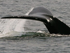 In this April 10, 2008 file photo, a North Atlantic right whale dives in Cape Cod Bay near Provincetown, Mass. Necropsy results indicate it's most likely a North Atlantic right whale whose badly decomposed carcass was found in waters off the U.S. in September, died after being entangled in Canadian fishing gear.THE CANADIAN PRESS/AP /Stephan Savoia
