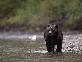 A grizzly bear is seen fishing for a salmon along the Atnarko river in Tweedsmuir Provincial Park near Bella Coola, B.C. Saturday, Sept 11, 2010. The British Columbia Conservation Officer Service says a guiding company in the province has received the highest-ever fine imposed by a B.C. court for using bait to attract bears.