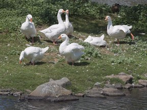 A gaggle of domestic white geese is seen at Sullivan's Pond in Dartmouth, N.S. on Friday, Aug. 11, 2017. The woman in charge of a rehabilitation centre for wild animals in Nova Scotia says she has identified the aggressive goose that was likely responsible for an unprovoked attack on an 87-year-old Halifax-area woman.