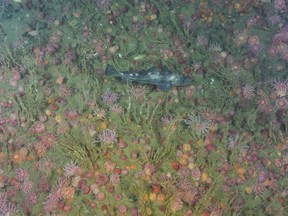 An Atlantic cod is shown in an anemone field in this undated handout photo. An audit released today says the health of Canada's fish stocks is in a steady state of decline. The report by advocacy group Oceana Canada says twenty-nine per cent of Canada's fish stocks are considered healthy this year, compared to thirty-four per cent last year.