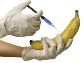 pesticides, scientist injecting liquid from syringe into banana- genetically modified food concept