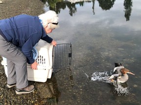 A Wildlife Animal Rescue Centre volunteer releases a merganser back into the wild after the bird was rehabilitated at the Victoria centre.