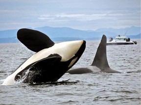 An endangered southern resident killer whale is missing and feared dead in the Pacific Northwest, the Center for Whale Research says. The centre in Washington state says on its website that the killer whale known as L41, pictured at left, was thin when researchers saw it last January.