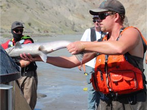 Salmon were loaded in large tanks for helicopter transport above the Big Bar landslide.