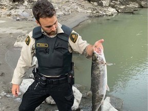 A steelhead caught in a net near Lillooet, before salmon closures were in place.