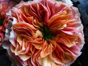 'Kensington Gardens' rose from Eurosa Farms.