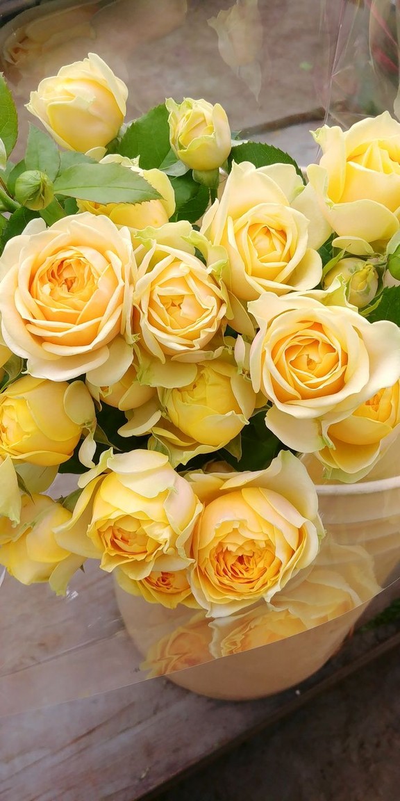 Vancouver Island grower's new roses have oldfashioned charm Vancouver Sun