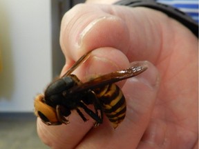 An example of Vespa mandarinia, the Asian giant hornet, found near Bellingham, close to the Canadian border Dec. 8 and reported to the Washington State Department of Agriculture. It is the second sighting of the invasive species in the Pacific Northwest in 2019.