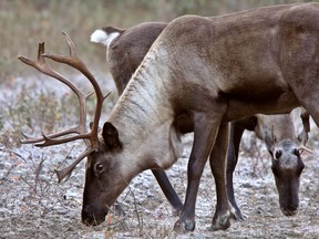 A new study done in northeastern Alberta suggests habitat restoration may not be enough to save threatened woodland caribou, at least in the short term, and researchers at the University of British Columbia say their results make the case for a more rigorous analysis of conservation methods.