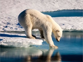 This handout file photo taken on August 22, 2015 and provided by the European Geosciences Union on September 13, 2016 shows a polar bear testing the strength of thin sea ice in the Arctic.