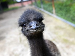 An emu that escaped from a Vancouver Island farm was Tasered by police in order to get it off the highway. Not this emu — this is an emu model.