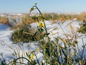 Heavy rain and colder temperatures in the East, overly dry conditions in the West and an early snowfall in the Prairies slowed the growing season, leaving record amounts of potatoes unharvested in fields and pushing canola and soybean production to their lowest levels in years.