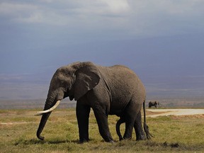An elephant grazes on October 7, 2013 at Amboseli National Park, approximately 220 kms southeast of Nairobi.