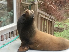 A mature healthy California sea lion — nicknamed James Pond — showed up in the pond on a Sunshine Coast property on Christmas Day and became an instant hit with photo-seekers. The property on Garden Bay Road is more than a kilometre away from the ocean.