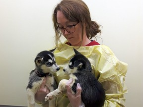 17 puppies and two adult Huskies were surrendered from an Interior property to the BC SPCA over the Christmas holiday.