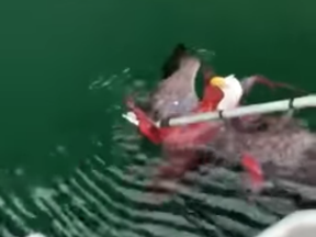 Staff at a fish farm near Quatsino on Vancouver Island witnessed a rare tangle between an eagle and an octopus — and captured the result on video.