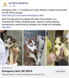 The B.C. SPCA Facebook page shows some of the puppies that were recently surrendered.
