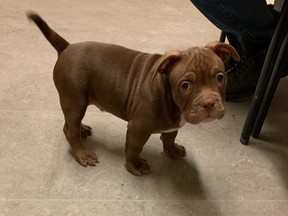 Tarzan, the nine week old pure bread American Bulldog.