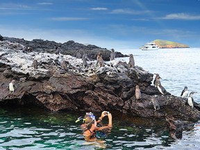 Pikaia Lodge excursions get you unclose to Galapagos's animals.
