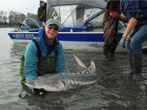 In this file photo, Mark Angelo releases a tagged white sturgeon off Herrling Island in the Fraser River. Photo courtesy of Danny Catt. [PNG Merlin Archive]