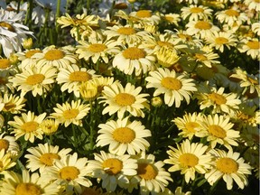 The Leucanthemum ‘Spellbook Lumos’ blooms from April to August. Photo: Ball Horticultural.