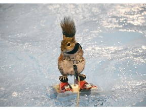 Twiggy the Water-Skiing Squirrel will be a the Vancouver International Boat Show Feb. 5-9.