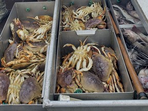 Dungeness crab, like these shown on a charter fishing boat, are B.C.'s second most valuable seafood export. New research shows some Dungeness crab larvae collected from coastal waters in the Pacific Northwest in 2016 were already starting to show damage to their shells from ocean acidification.