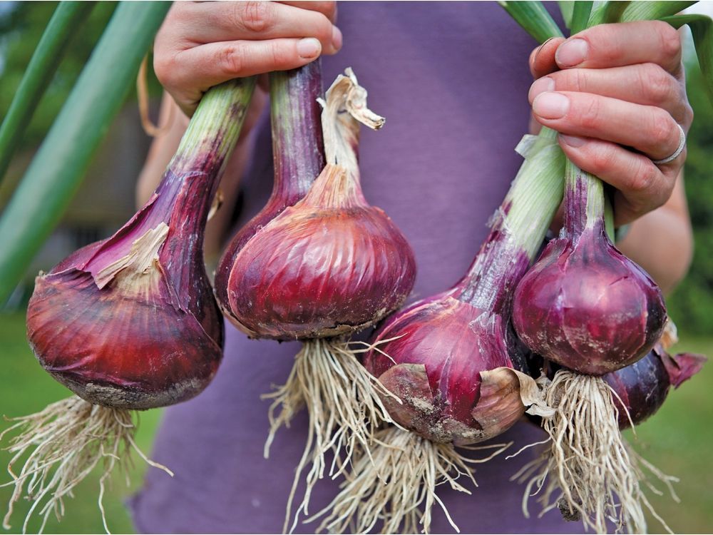 Brian Minter: Onions are one of the most efficient garden vegetables