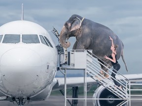 A long list of bizarre and strange animals are queuing for flights alongside their owners.