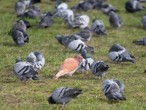 Birds congregate at Clover Point.